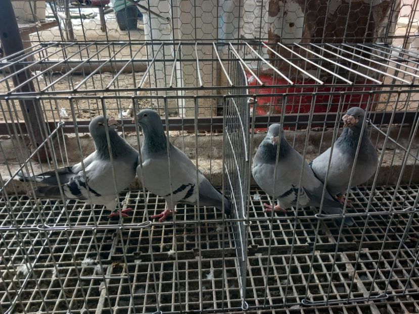  - Porumbei standard și vrdf 2022