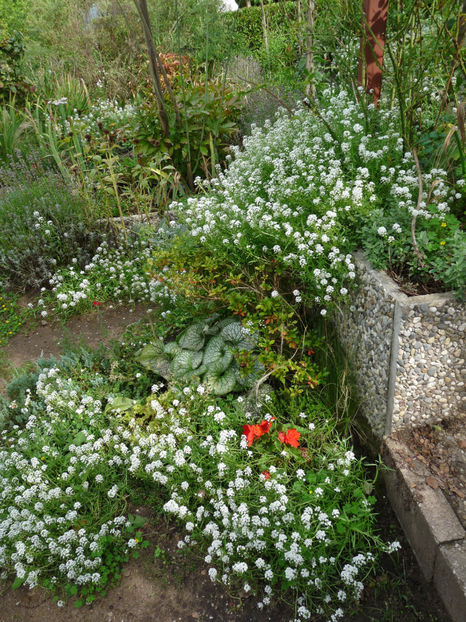  - Alyssum