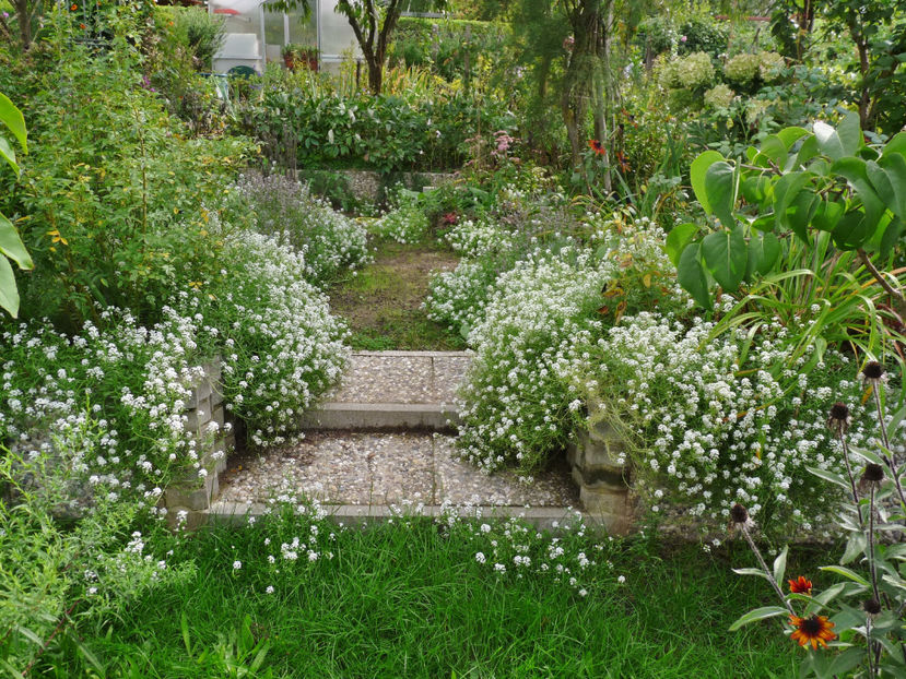  - Alyssum