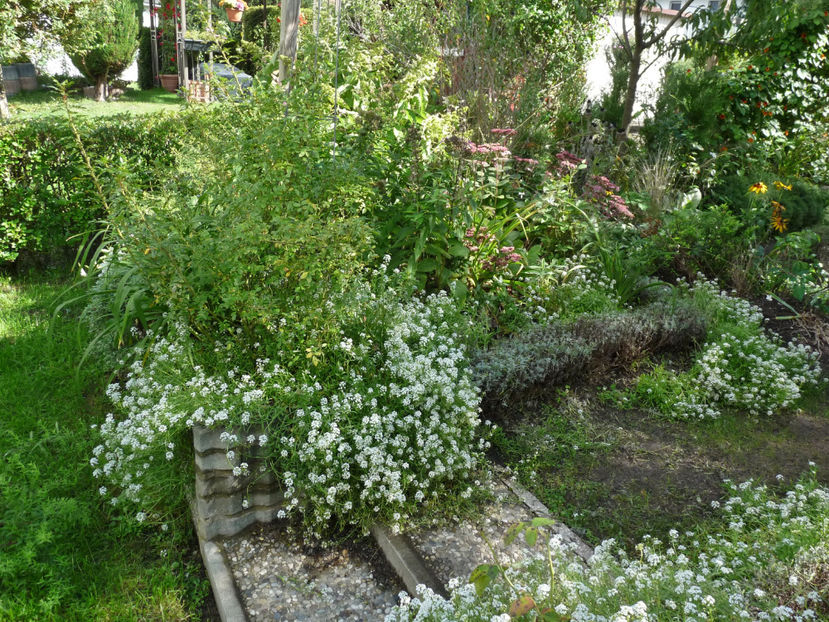  - Alyssum