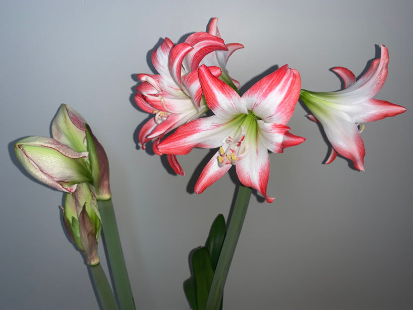  - Plante de interior 2023