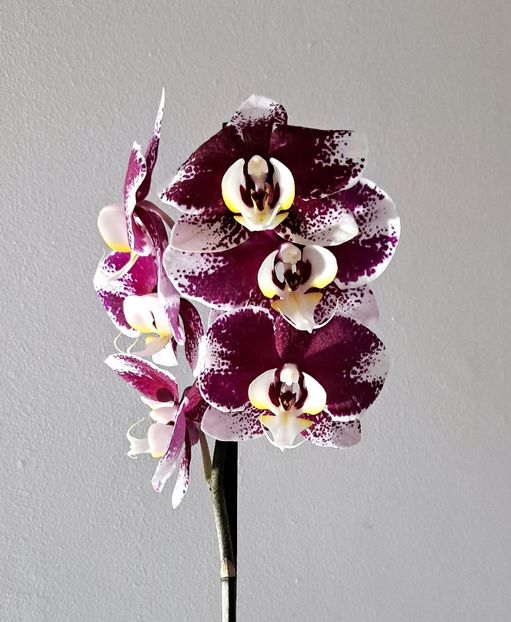  - Phalaenopsis 2
