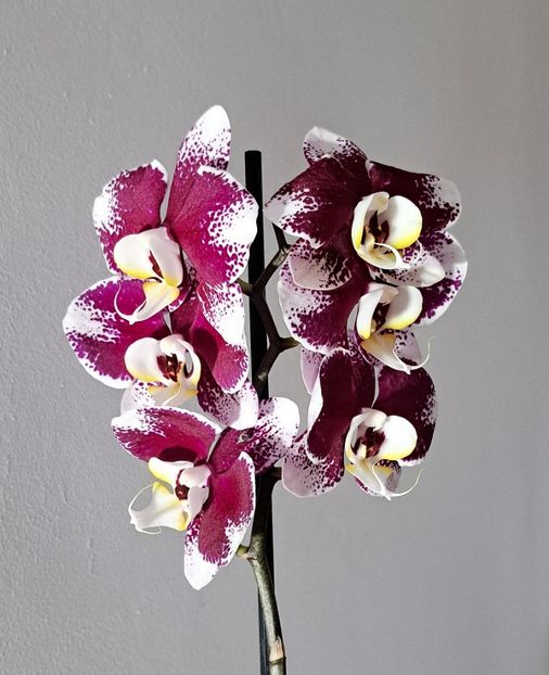  - Phalaenopsis 2