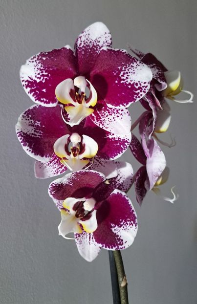 Barcelona - Phalaenopsis 2