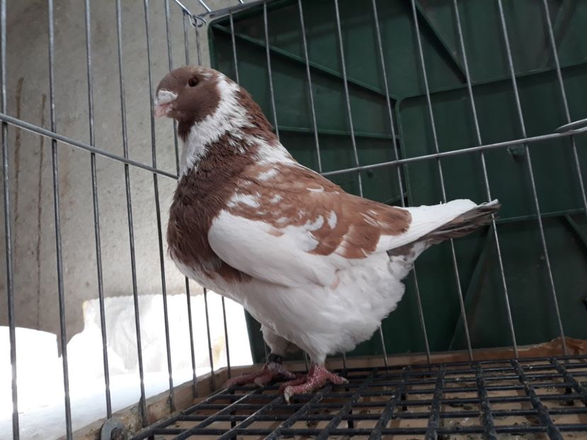 20230214_142225[1] - Amintiri