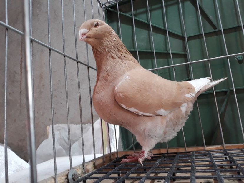 20230213_163404[1] - Amintiri