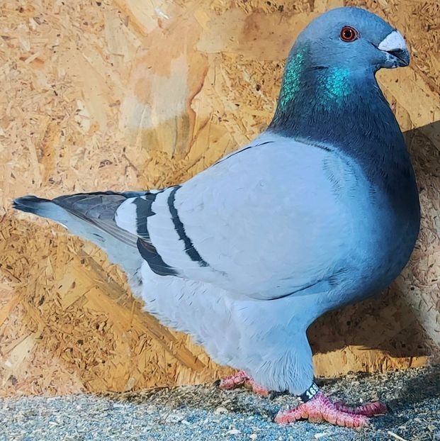 115278039 (1) - 3---AGH DAȚI 2019 - 2025