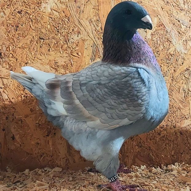  - 3---AGH DAȚI 2019 - 2025