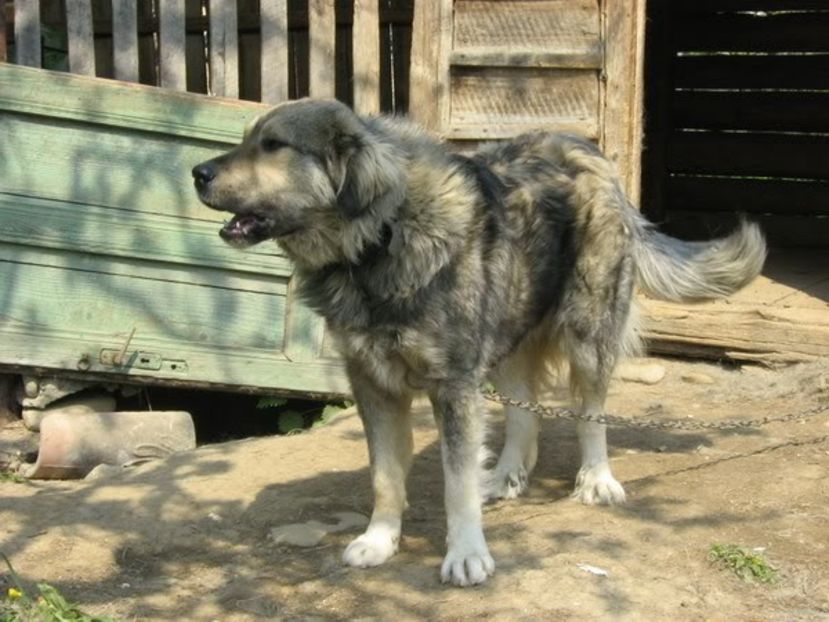 IMG-20230213-WA0094 - 5 - Câini de oi din comuna Rau Alb - Dambovita