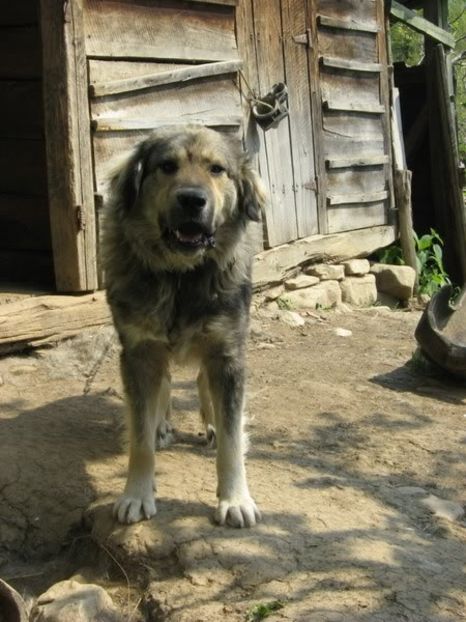 IMG-20230213-WA0093 - 5 - Câini de oi din comuna Rau Alb - Dambovita