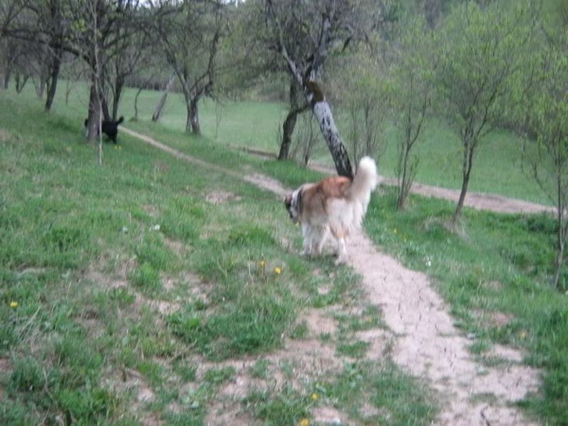 IMG-20230213-WA0085 - 5 - Câini de oi din comuna Rau Alb - Dambovita