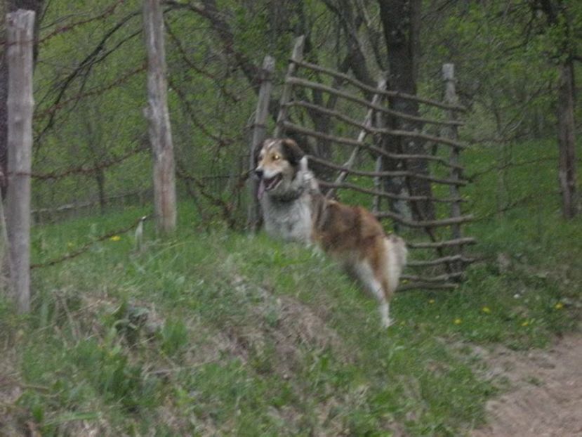 IMG-20230213-WA0081 - 5 - Câini de oi din comuna Rau Alb - Dambovita