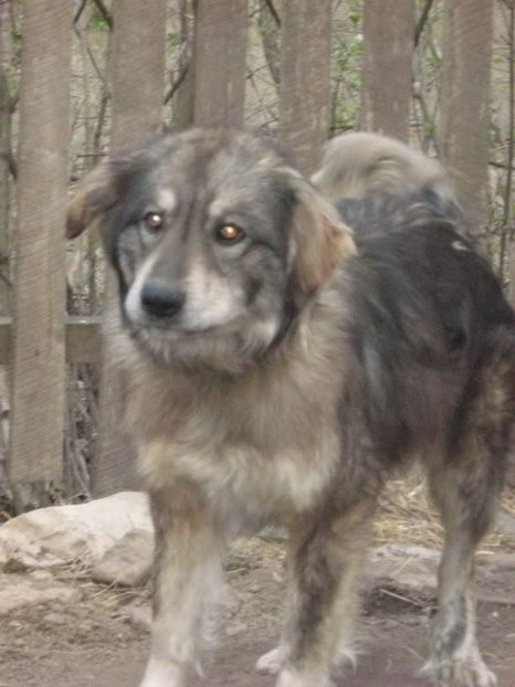 IMG-20230213-WA0080 - 5 - Câini de oi din comuna Rau Alb - Dambovita