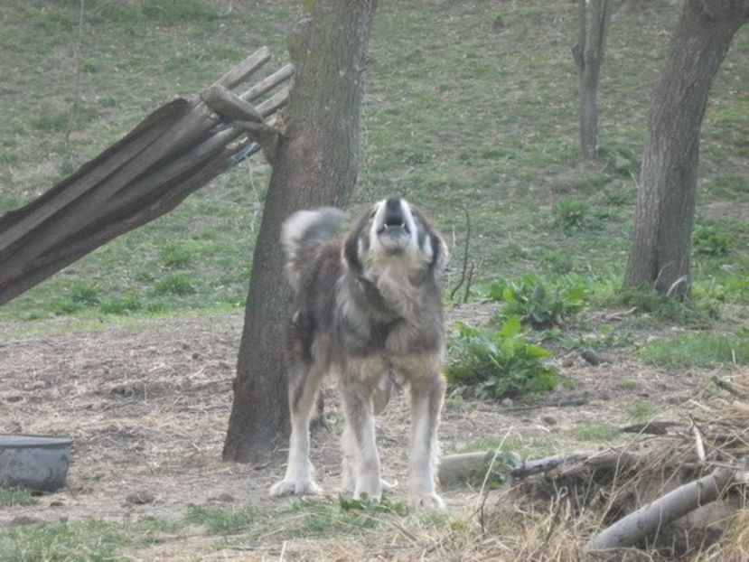 IMG-20230213-WA0077 - 5 - Câini de oi din comuna Rau Alb - Dambovita