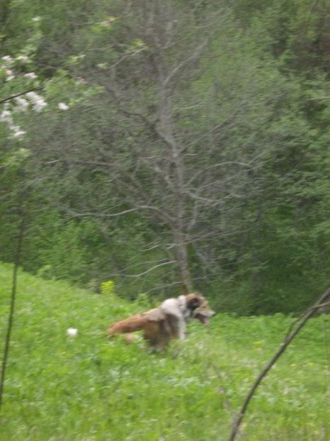 IMG-20230213-WA0076 - 5 - Câini de oi din comuna Rau Alb - Dambovita