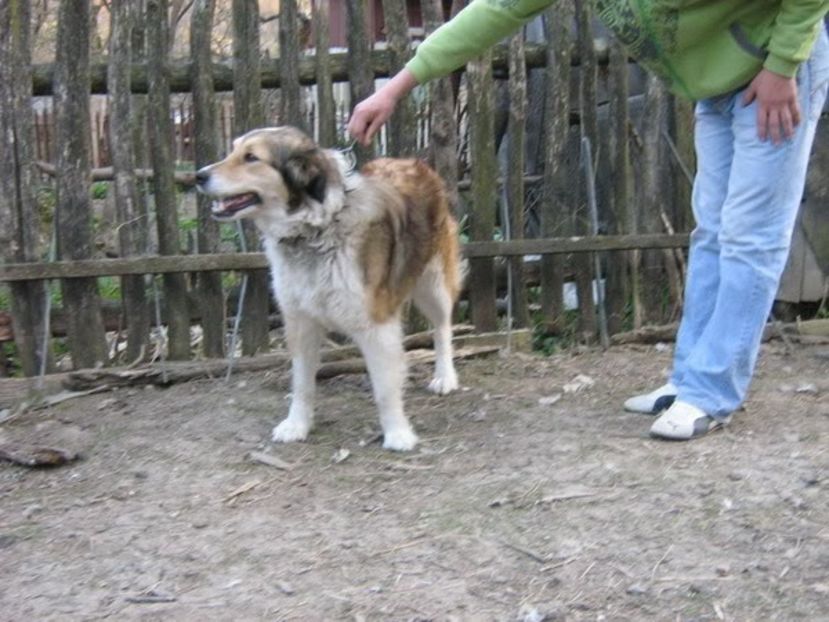 IMG-20230213-WA0074 - 5 - Câini de oi din comuna Rau Alb - Dambovita