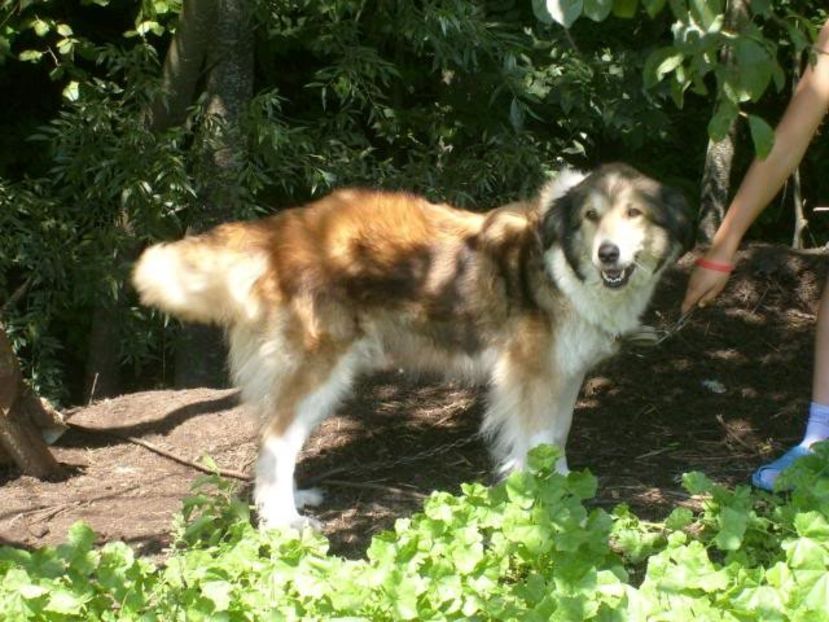 IMG-20230213-WA0072 - 5 - Câini de oi din comuna Rau Alb - Dambovita