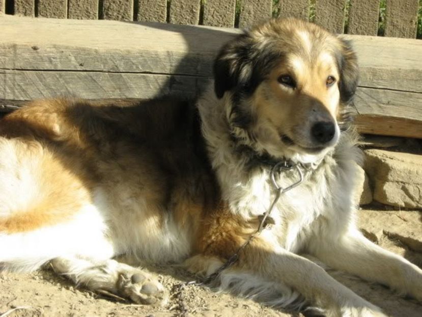 IMG-20230213-WA0071 - 5 - Câini de oi din comuna Rau Alb - Dambovita