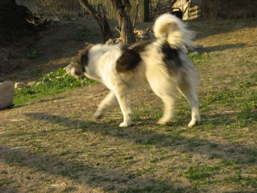 IMG-20230213-WA0070 - 5 - Câini de oi din comuna Rau Alb - Dambovita