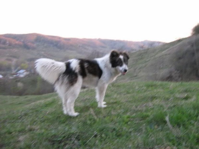 IMG-20230213-WA0069 - 5 - Câini de oi din comuna Rau Alb - Dambovita