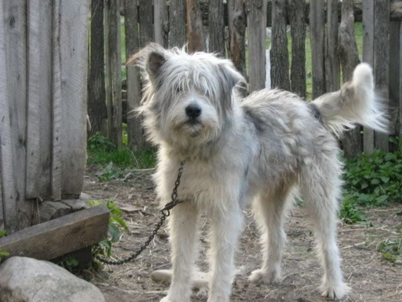 IMG-20230213-WA0066 - 5 - Câini de oi din comuna Rau Alb - Dambovita