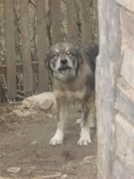 IMG-20230213-WA0065 - 5 - Câini de oi din comuna Rau Alb - Dambovita