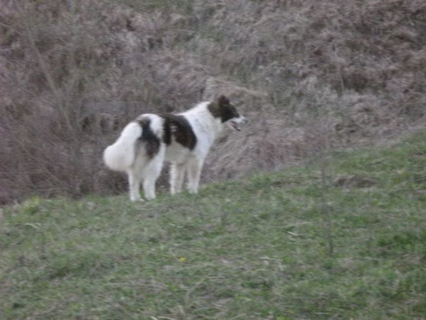 IMG-20230213-WA0062 - 5 - Câini de oi din comuna Rau Alb - Dambovita