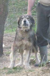 IMG-20230213-WA0041 - 5 - Câini de oi din comuna Rau Alb - Dambovita