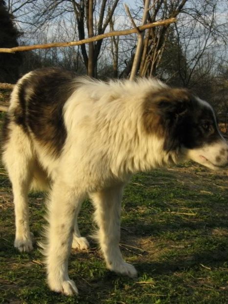 IMG-20230213-WA0061 - 5 - Câini de oi din comuna Rau Alb - Dambovita