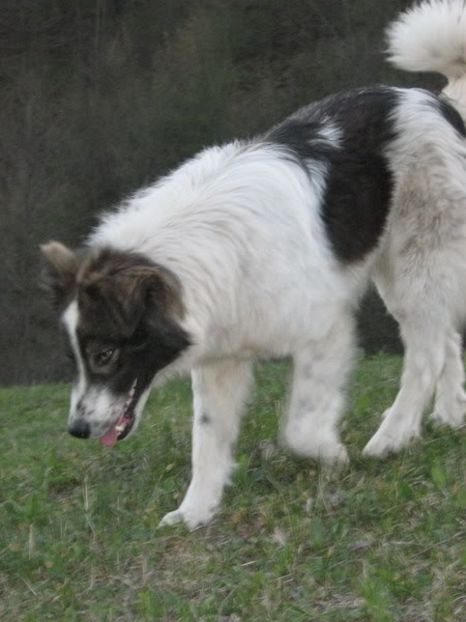 IMG-20230213-WA0060 - 5 - Câini de oi din comuna Rau Alb - Dambovita