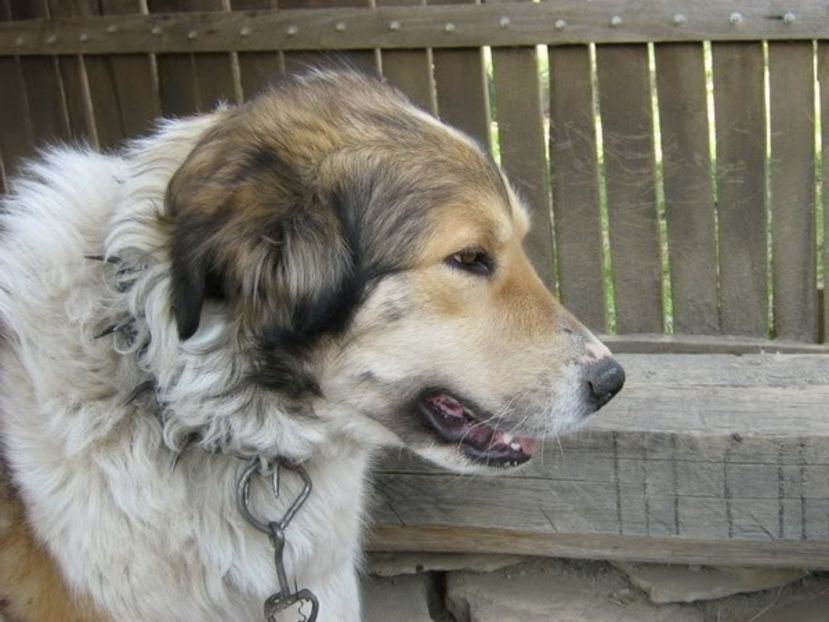 IMG-20230213-WA0059 - 5 - Câini de oi din comuna Rau Alb - Dambovita