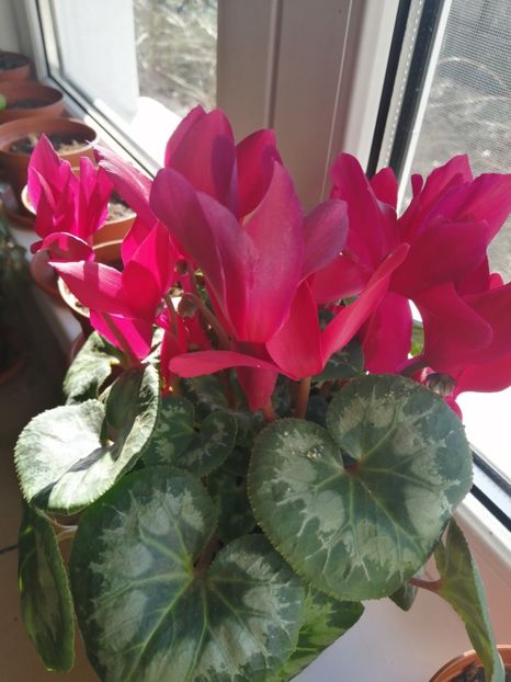  - Frumuseti la casa parinteasca