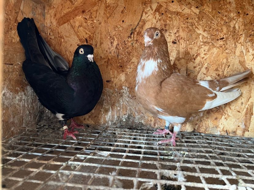 1 - 6-perechi matca 2023