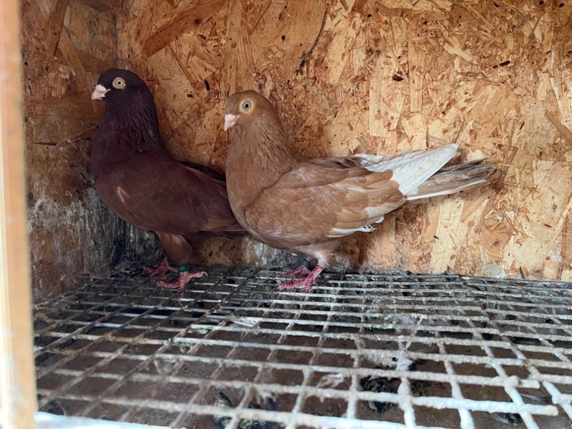  - 6-perechi matca 2023