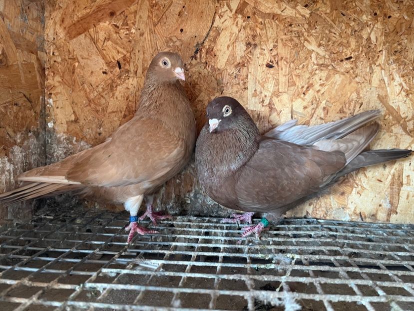 5 - 6-perechi matca 2023