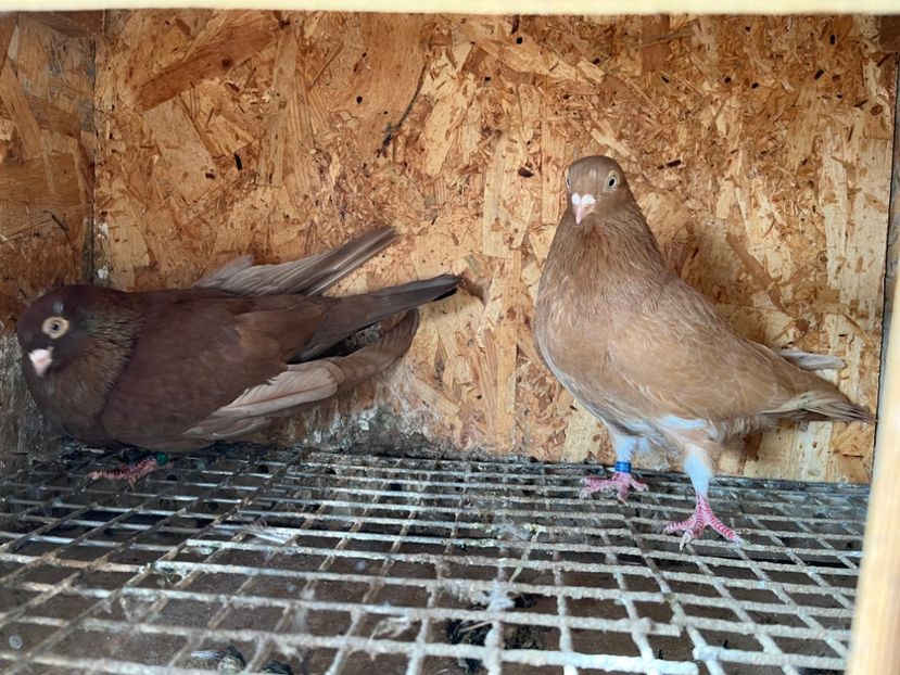  - 6-perechi matca 2023