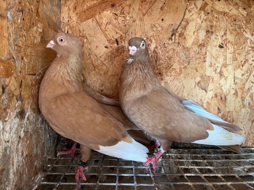 6 - 6-perechi matca 2023