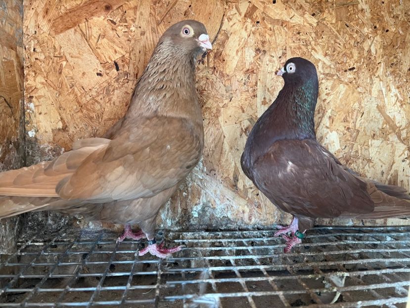  - 6-perechi matca 2023