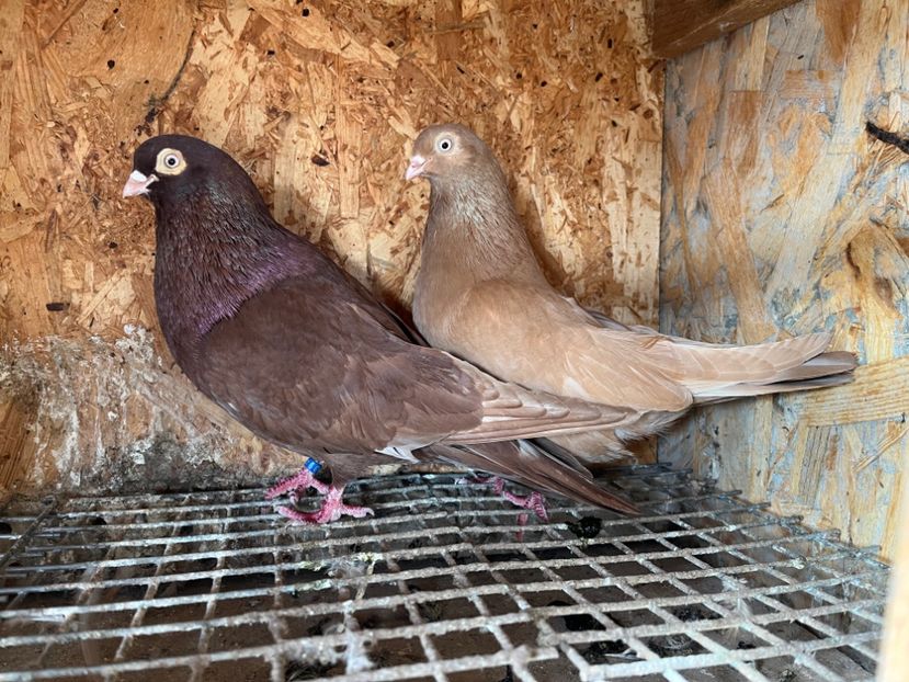  - 6-perechi matca 2023