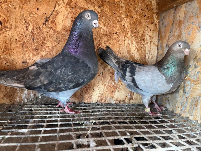  - 6-perechi matca 2023