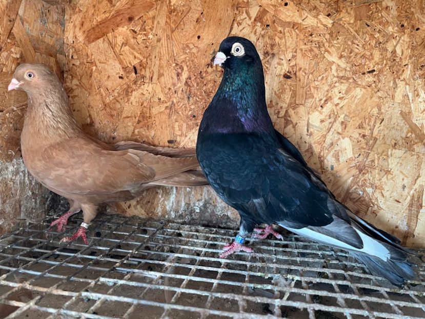 11 - 6-perechi matca 2023