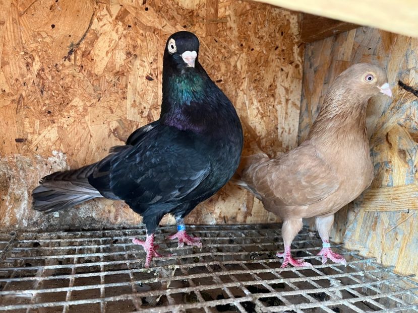  - 6-perechi matca 2023