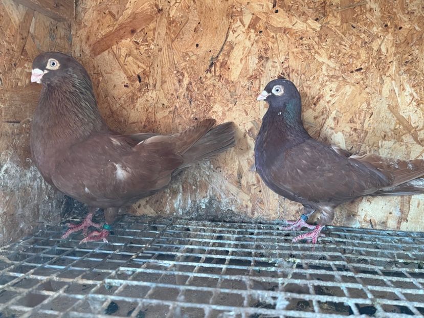  - 6-perechi matca 2023