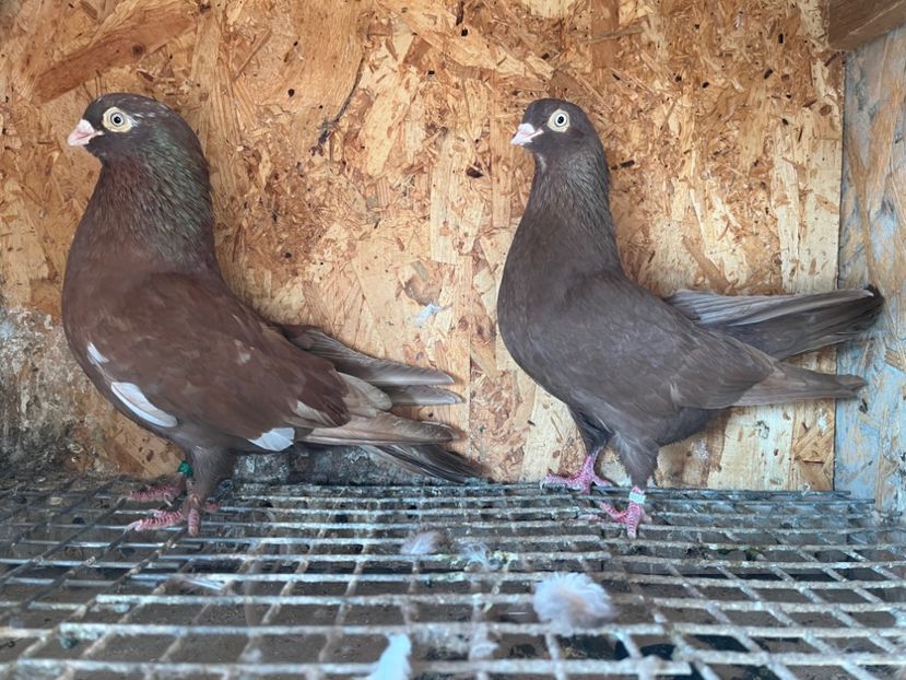 13 - 6-perechi matca 2023