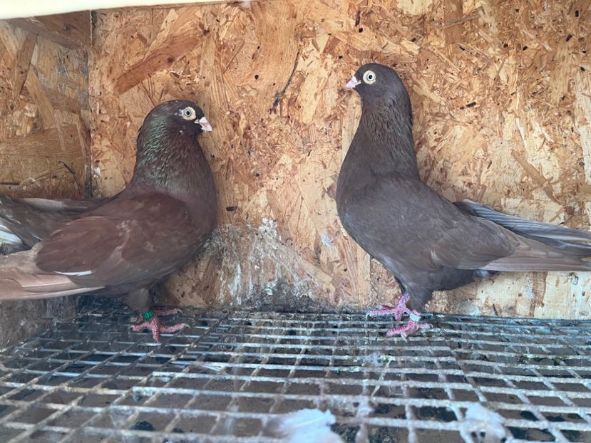  - 6-perechi matca 2023