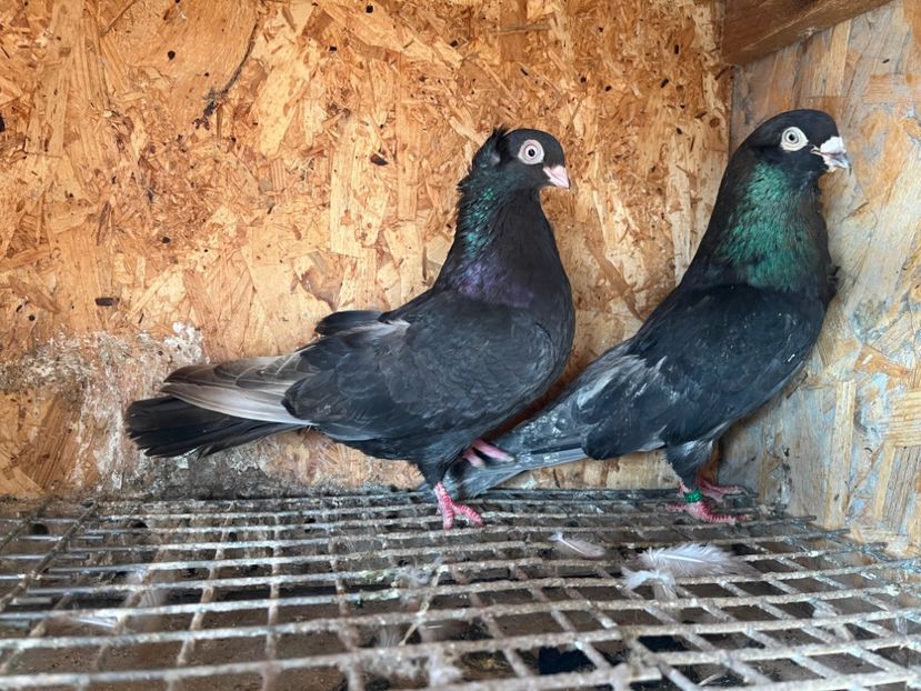 14 - 6-perechi matca 2023