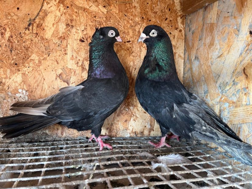  - 6-perechi matca 2023