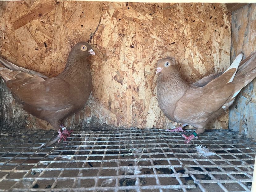  - 6-perechi matca 2023