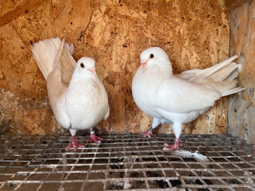 17 - 6-perechi matca 2023