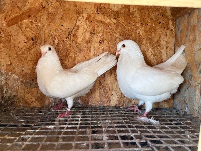  - 6-perechi matca 2023